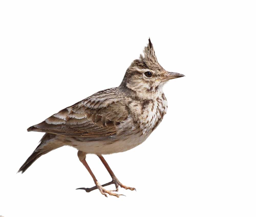 picture of skylark