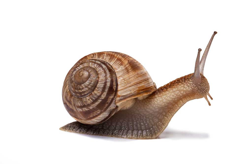 picture of snail