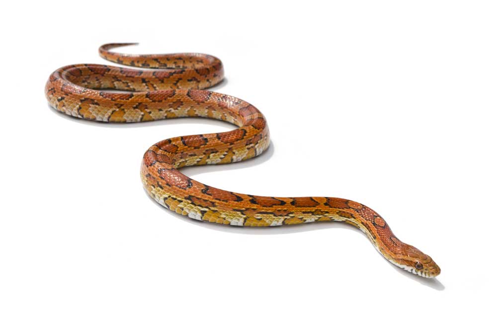 picture of snake