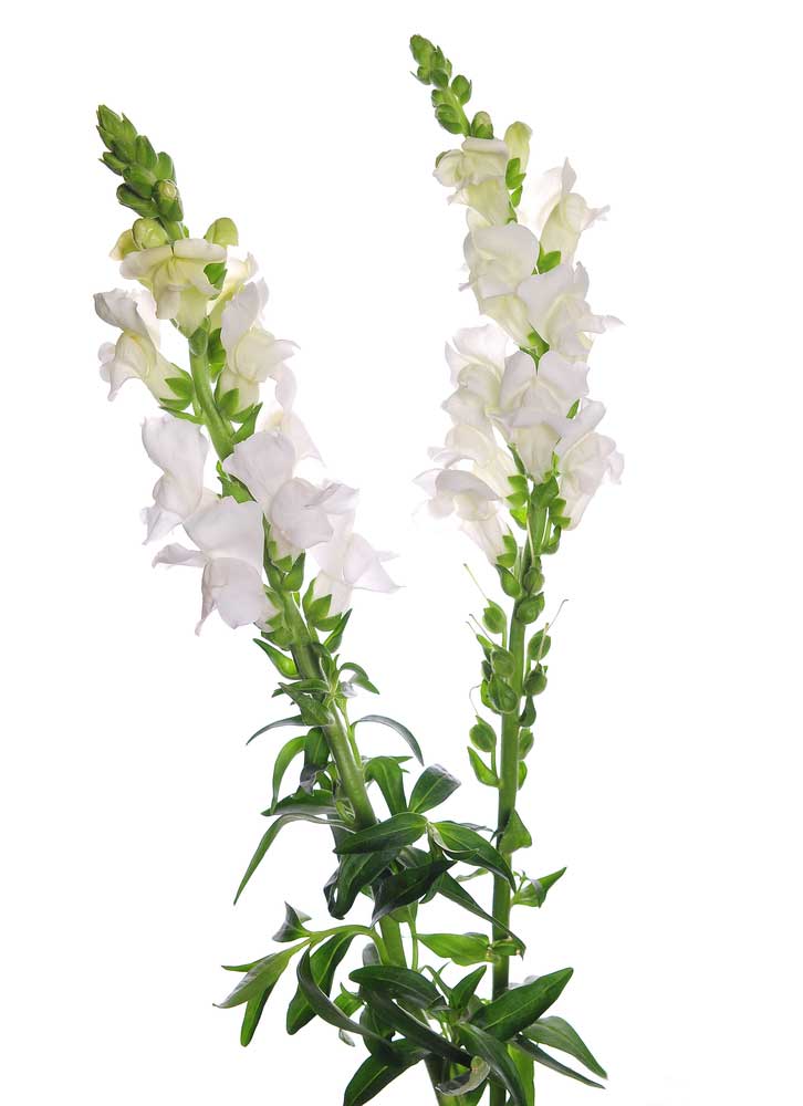 picture of snapdragon