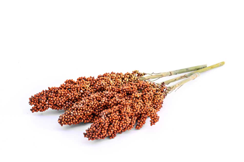 picture of sorghum