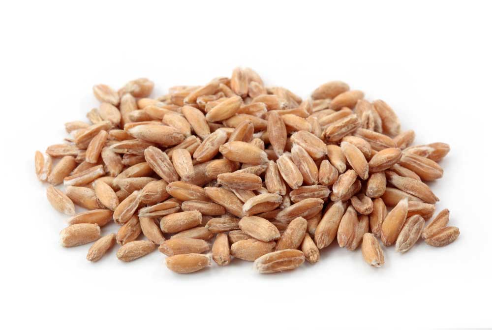 picture of spelt