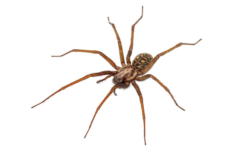 picture of Spider