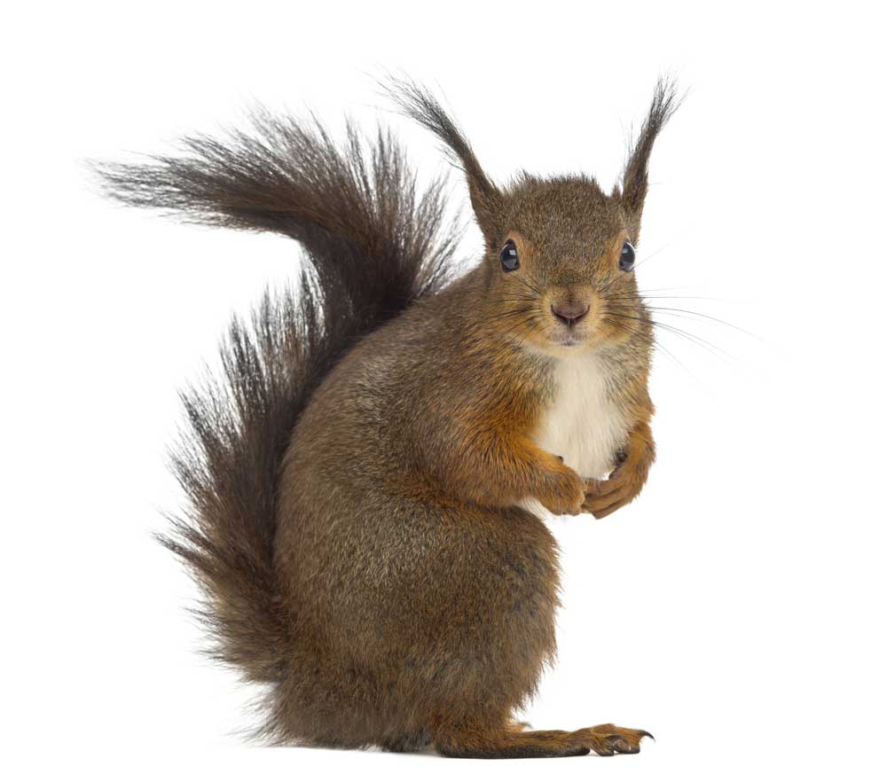 picture of squirrel