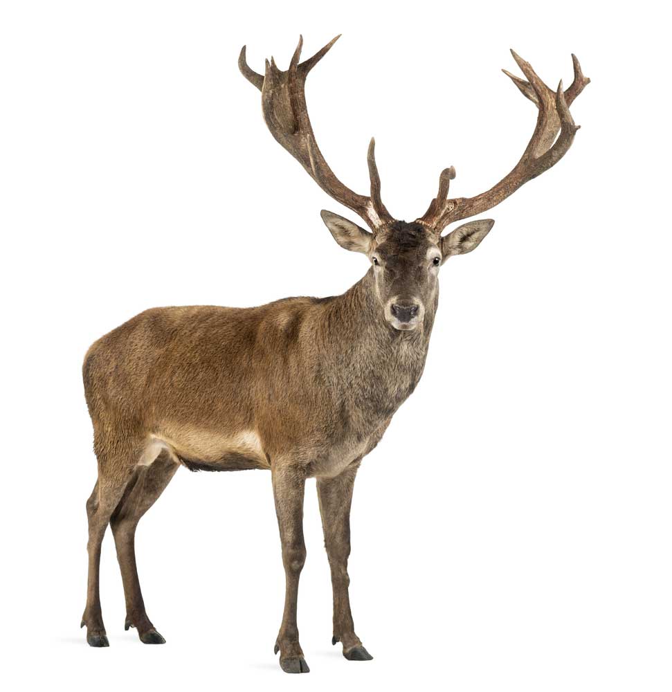 picture of stag