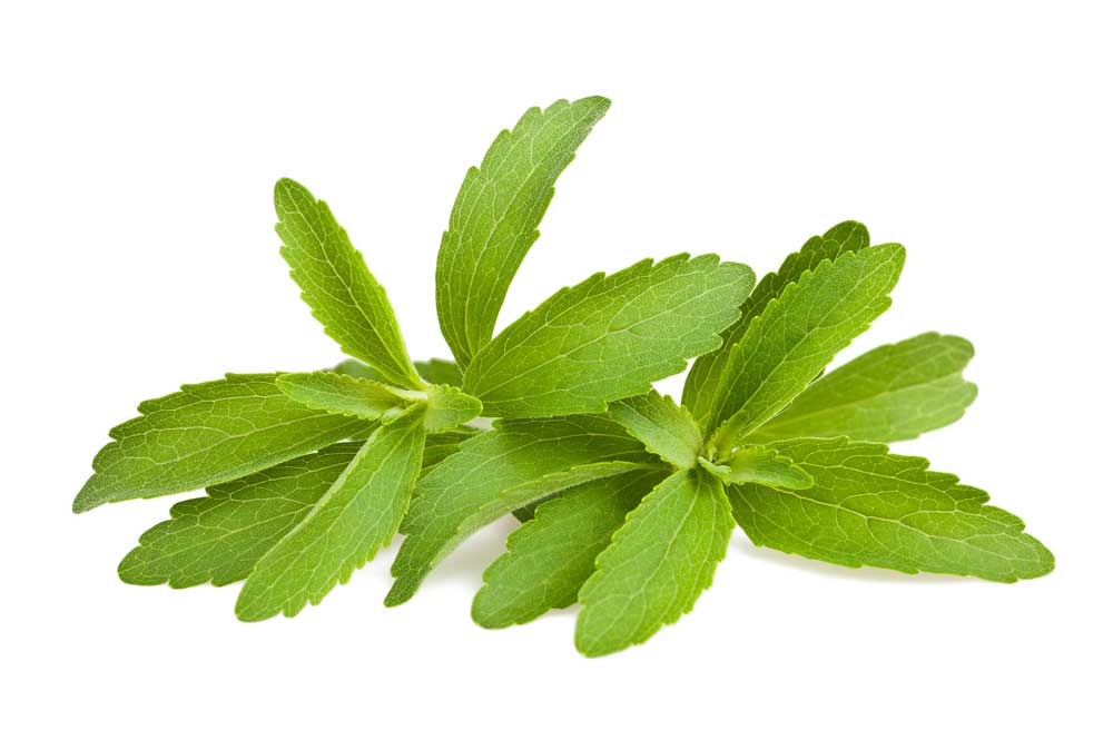 picture of stevia