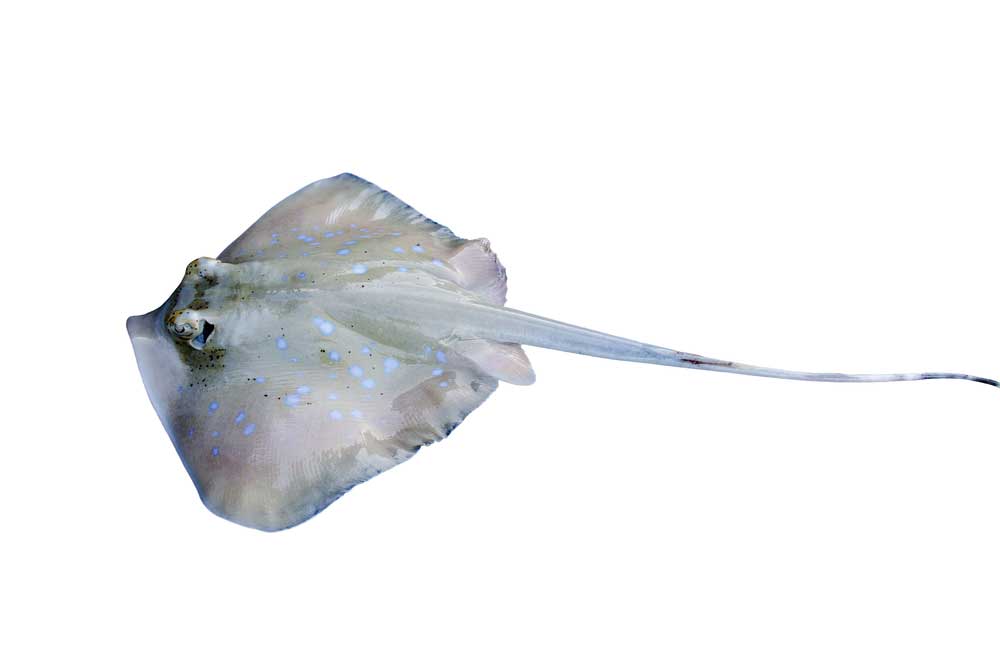 picture of stingray