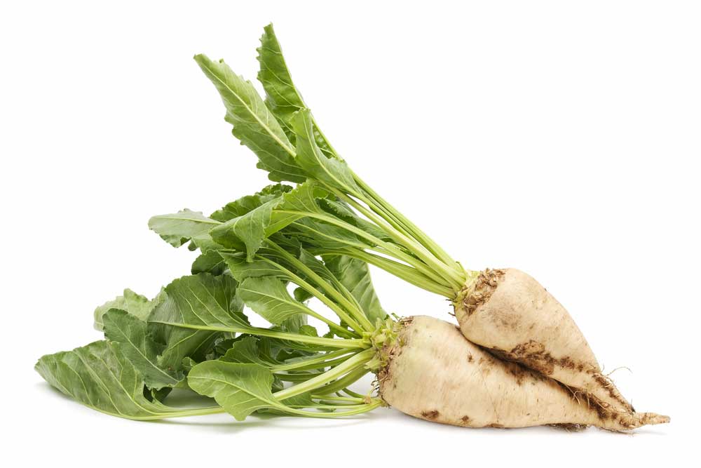 picture of sugar-beet