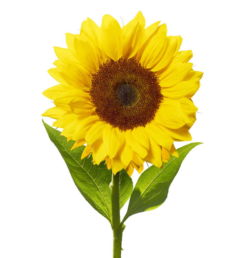 picture of sunflower