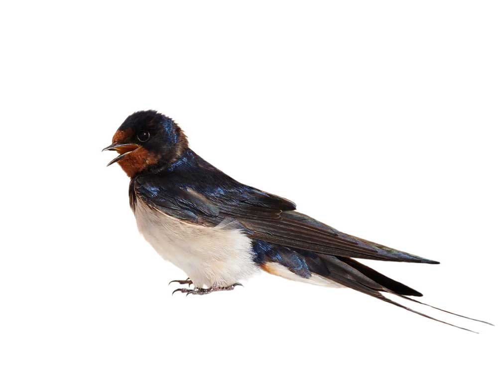 picture of swallow