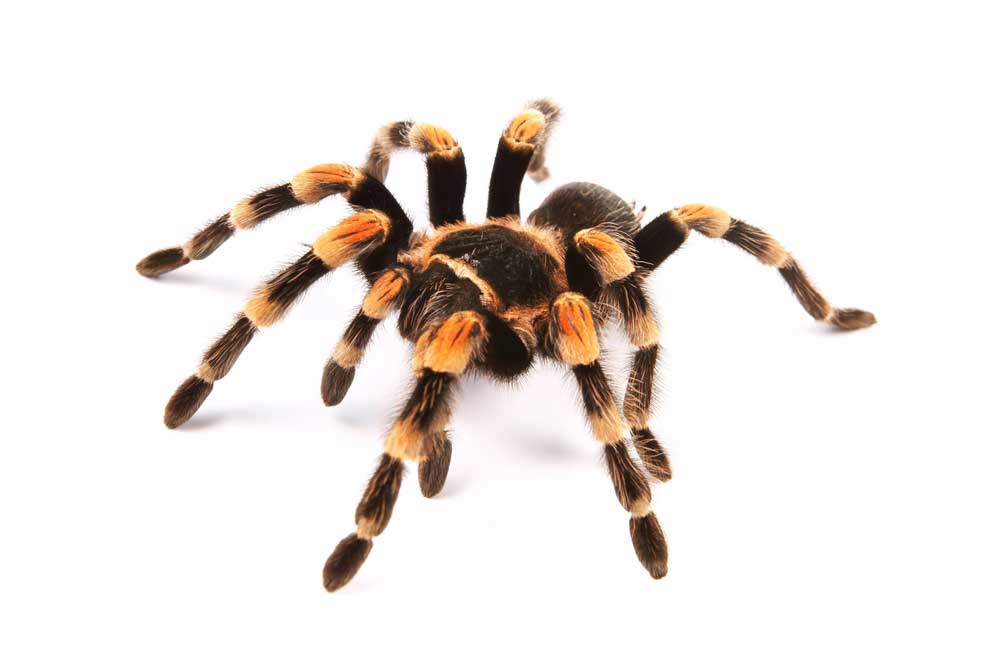 picture of tarantula