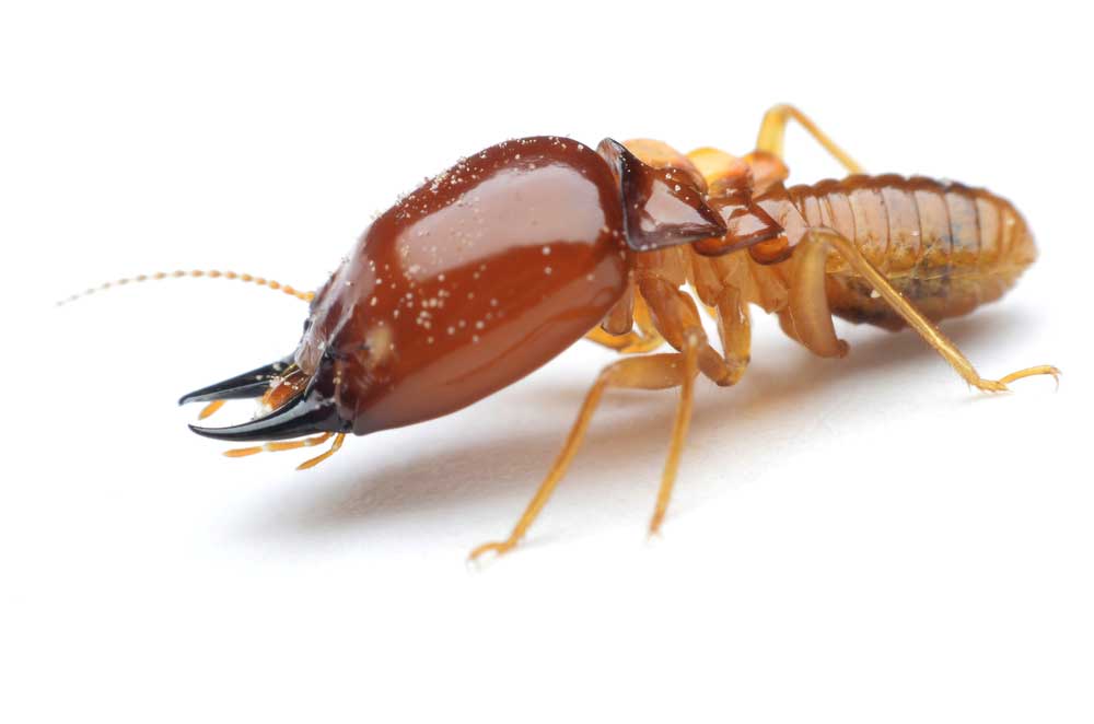 picture of termite