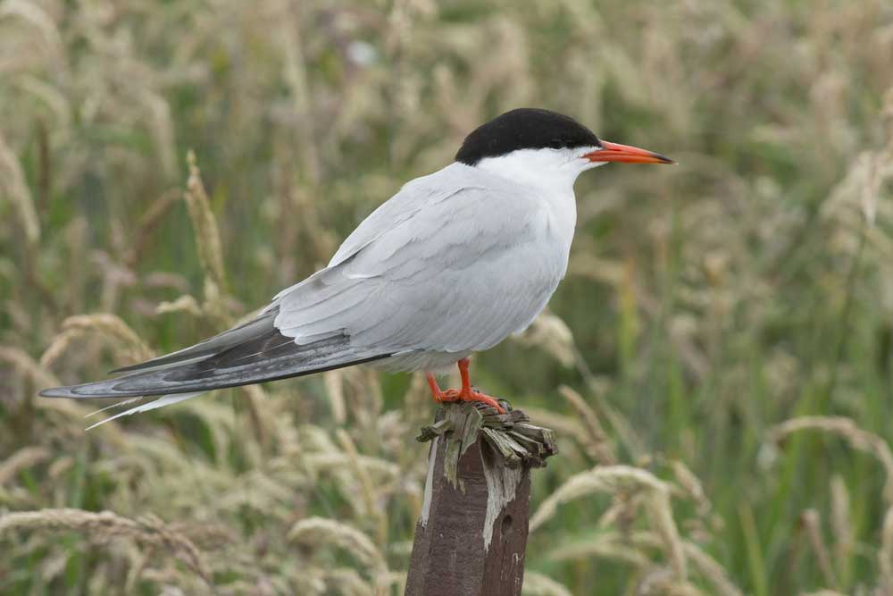 picture of tern