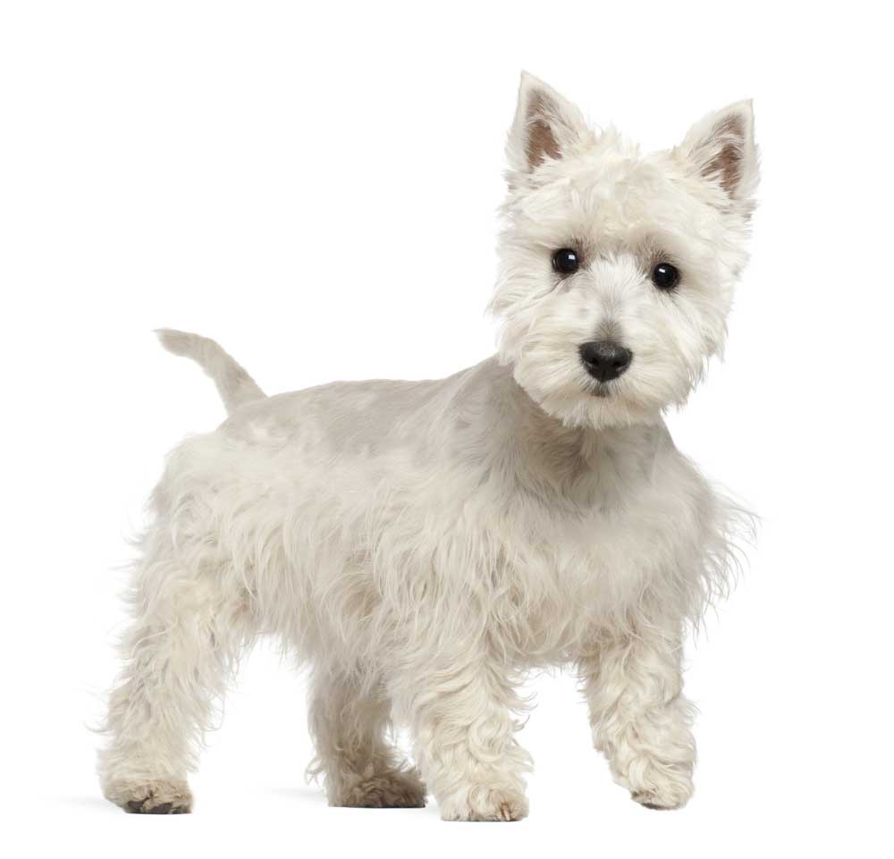 picture of terrier