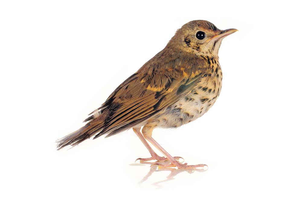 picture of thrush