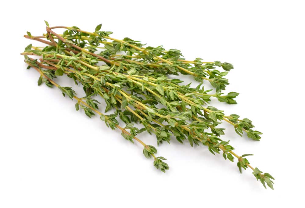 picture of thyme