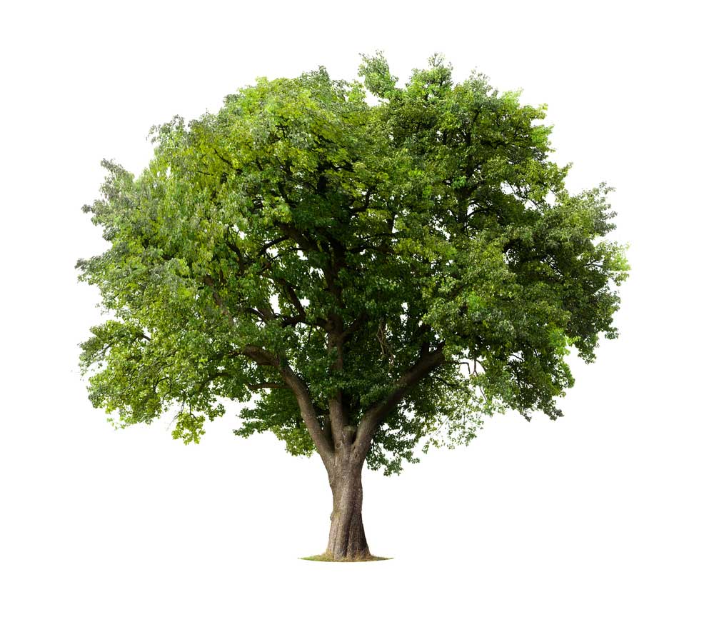 picture of tree