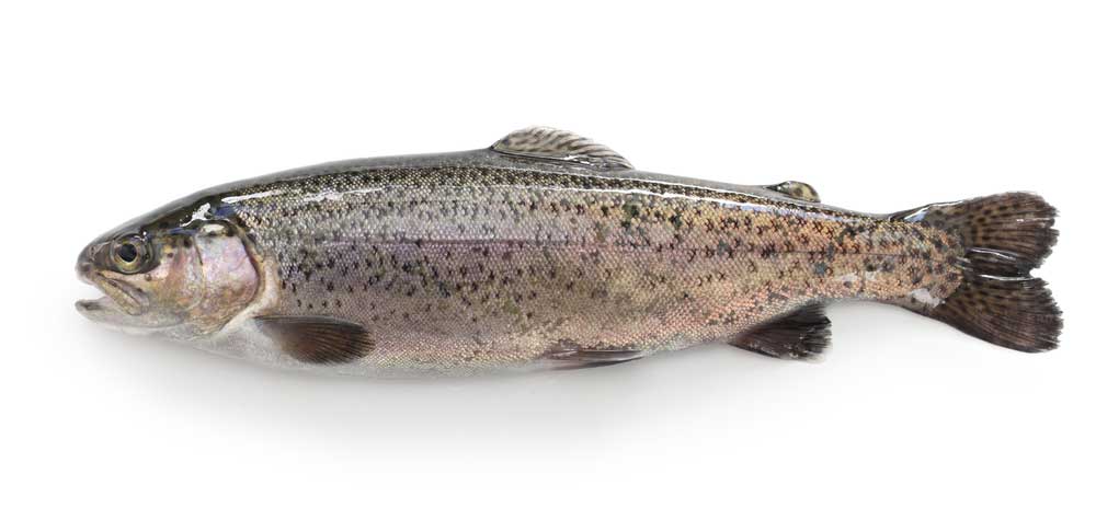 picture of trout