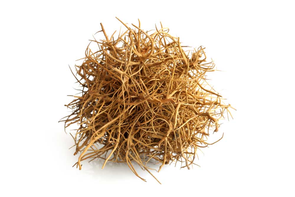 picture of tumbleweed