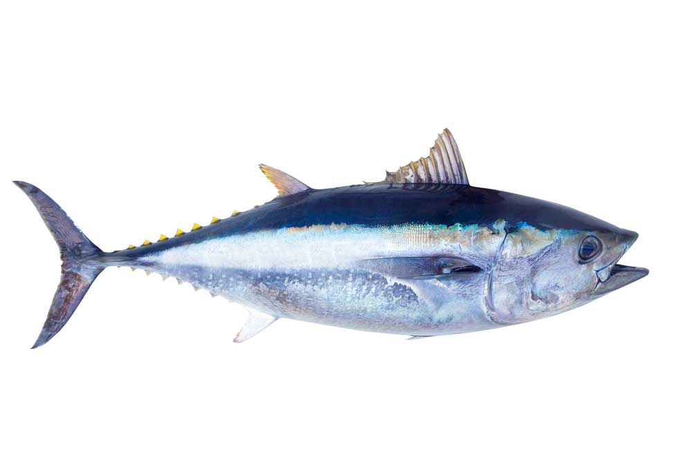 picture of tuna