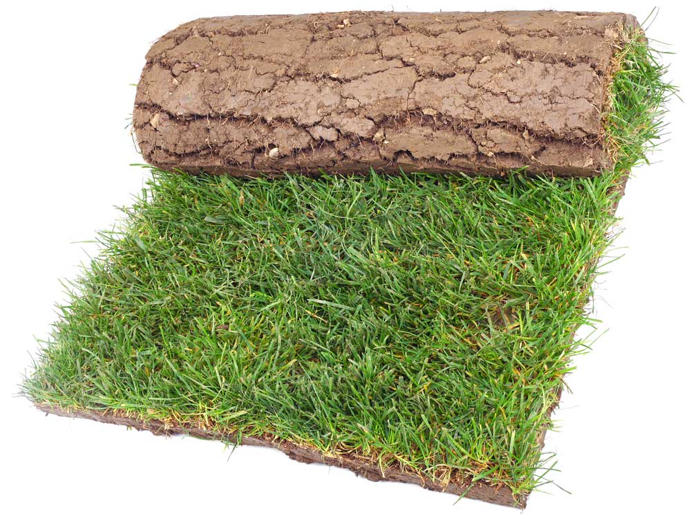 picture of turf