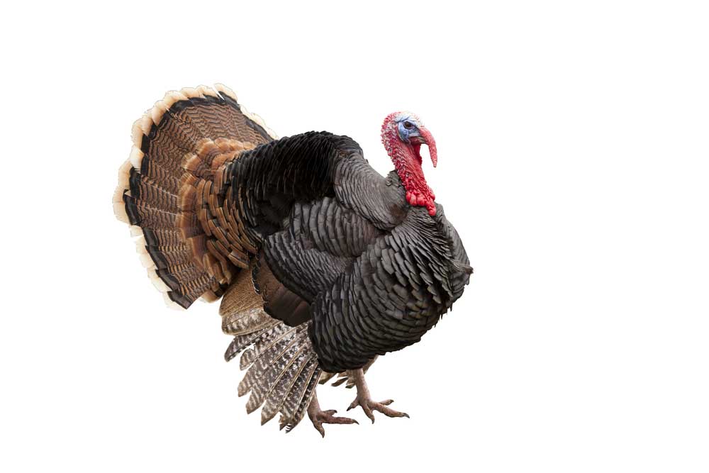 picture of turkey