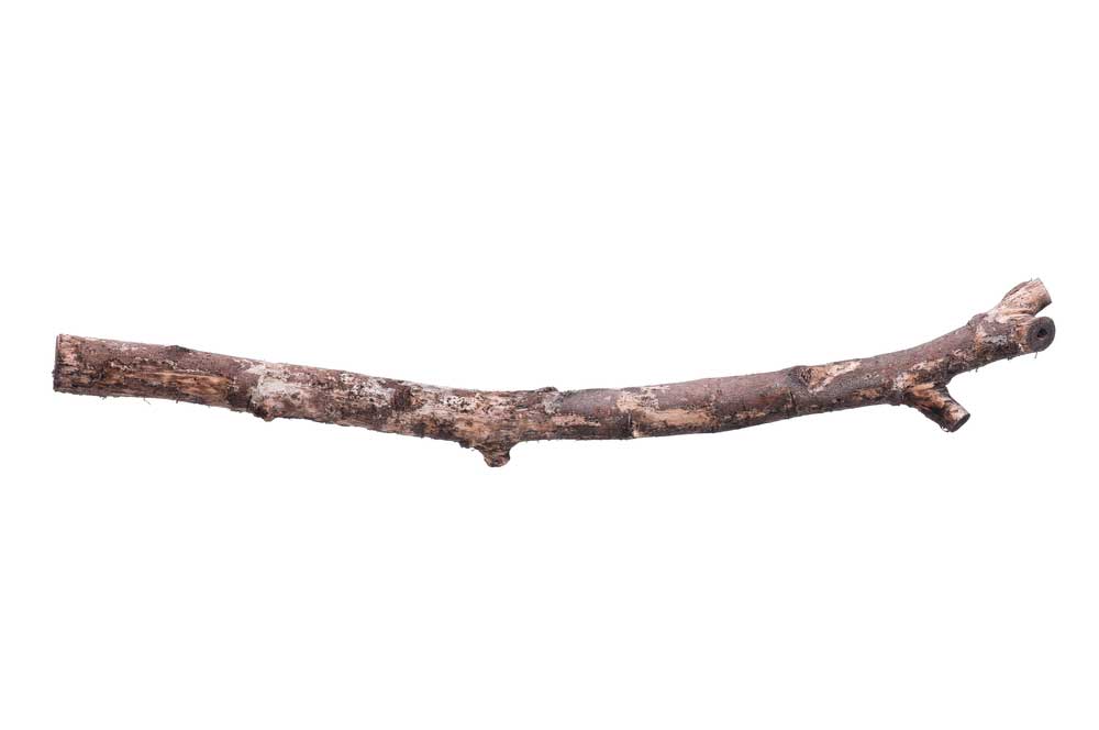 picture of twig