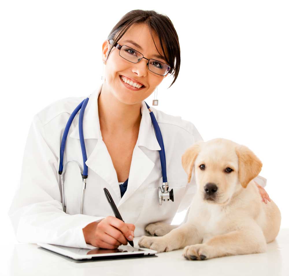 picture of veterinary surgeon