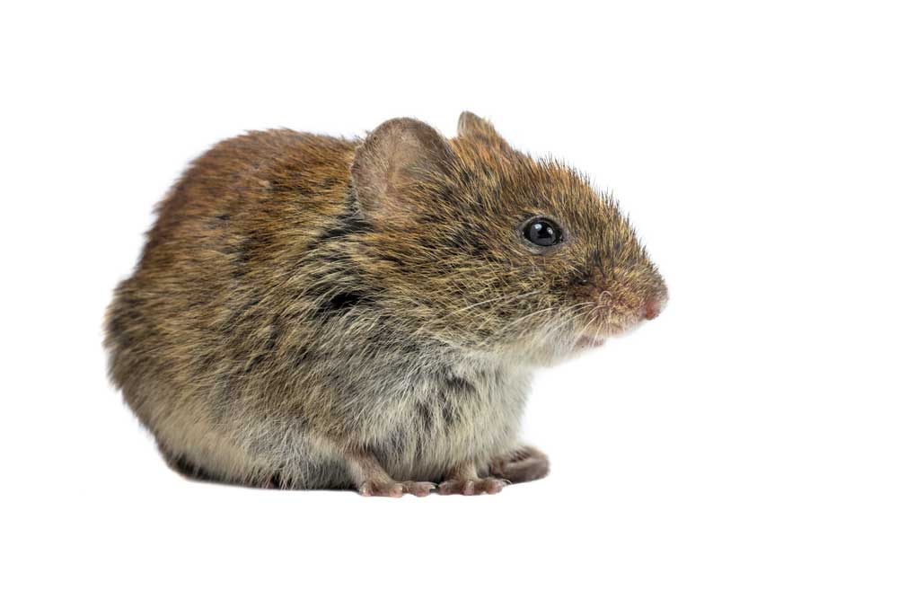 picture of vole