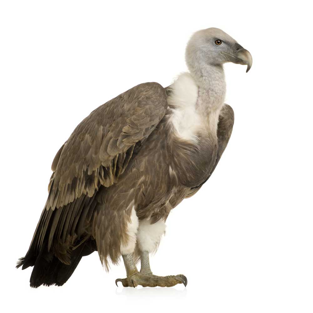 picture of vulture