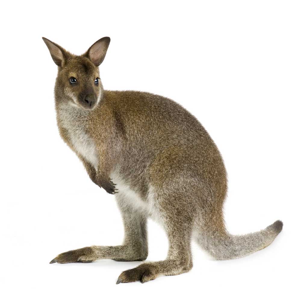 picture of wallaby