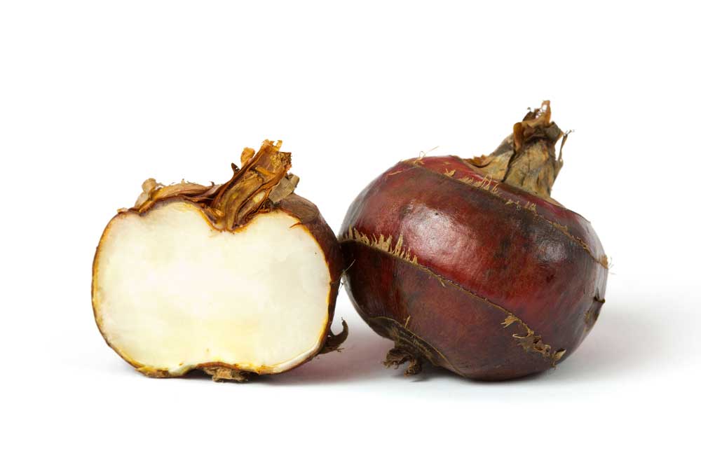 picture of water-chestnut