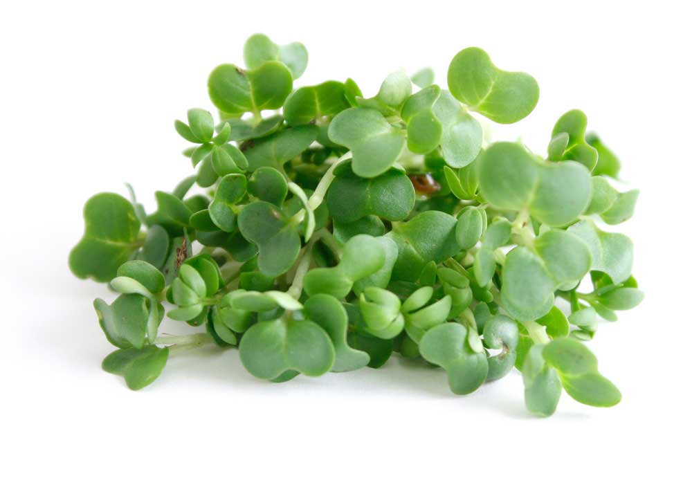 picture of watercress