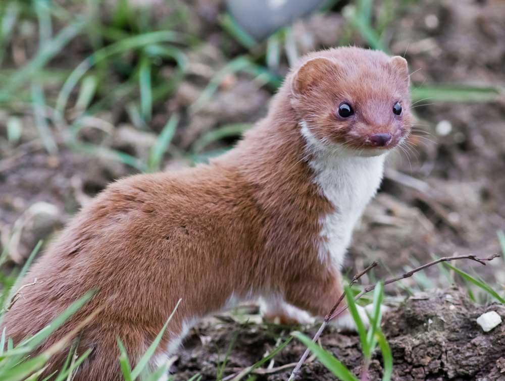 picture of weasel