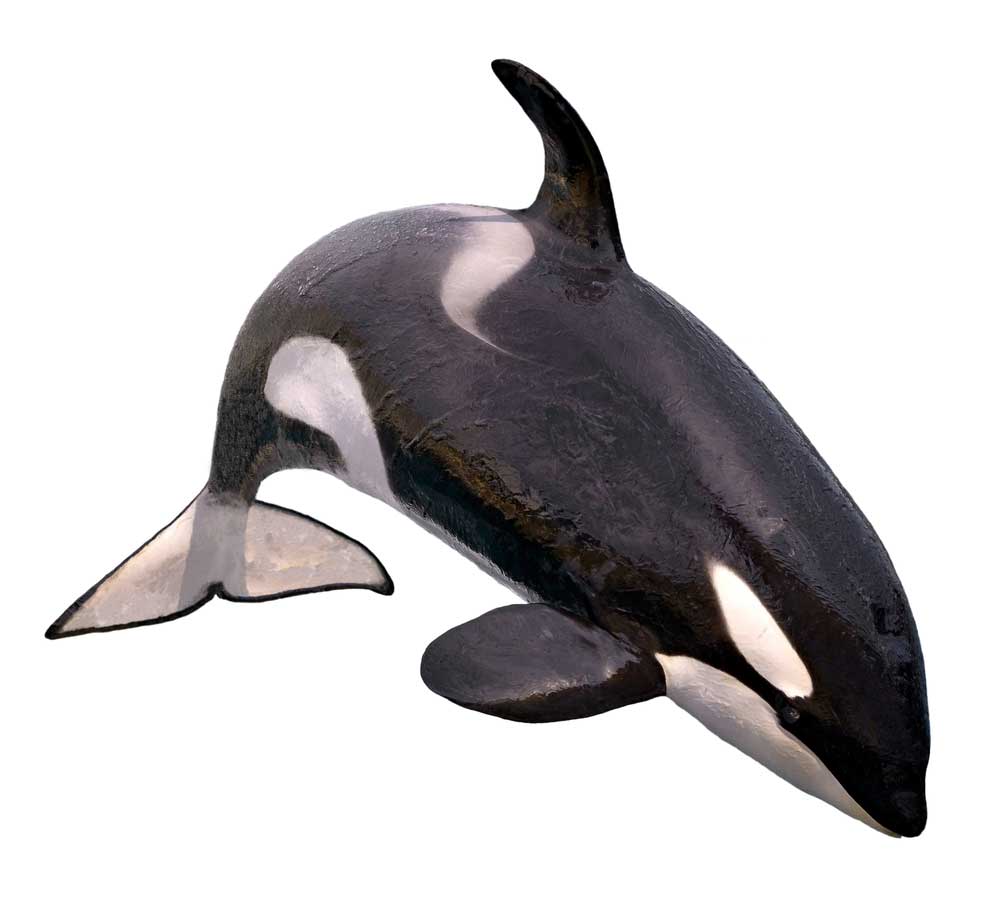 picture of whale