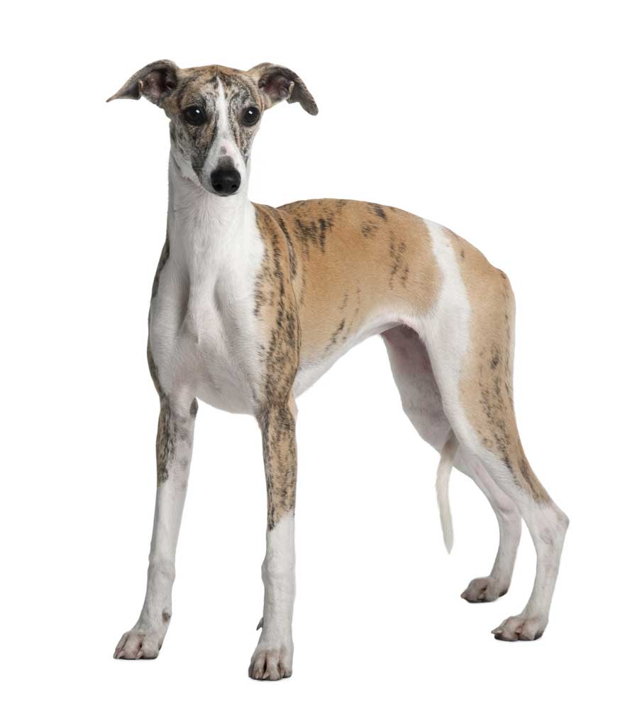 picture of whippet