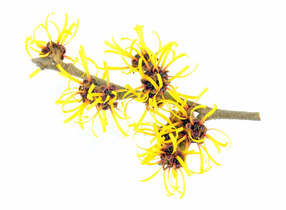 picture of witch-hazel