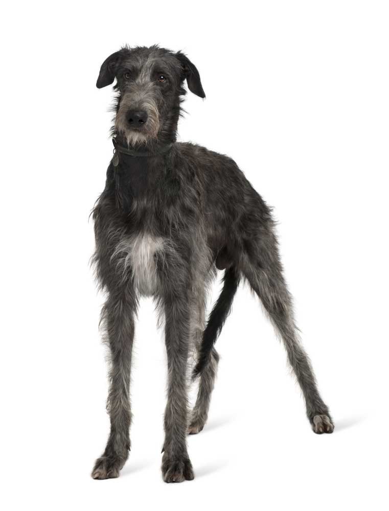 picture of wolfhound