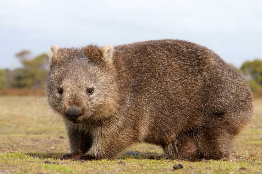 picture of wombat