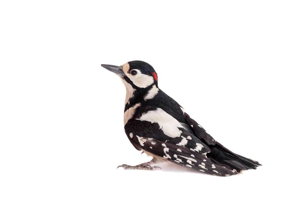 picture of woodpecker