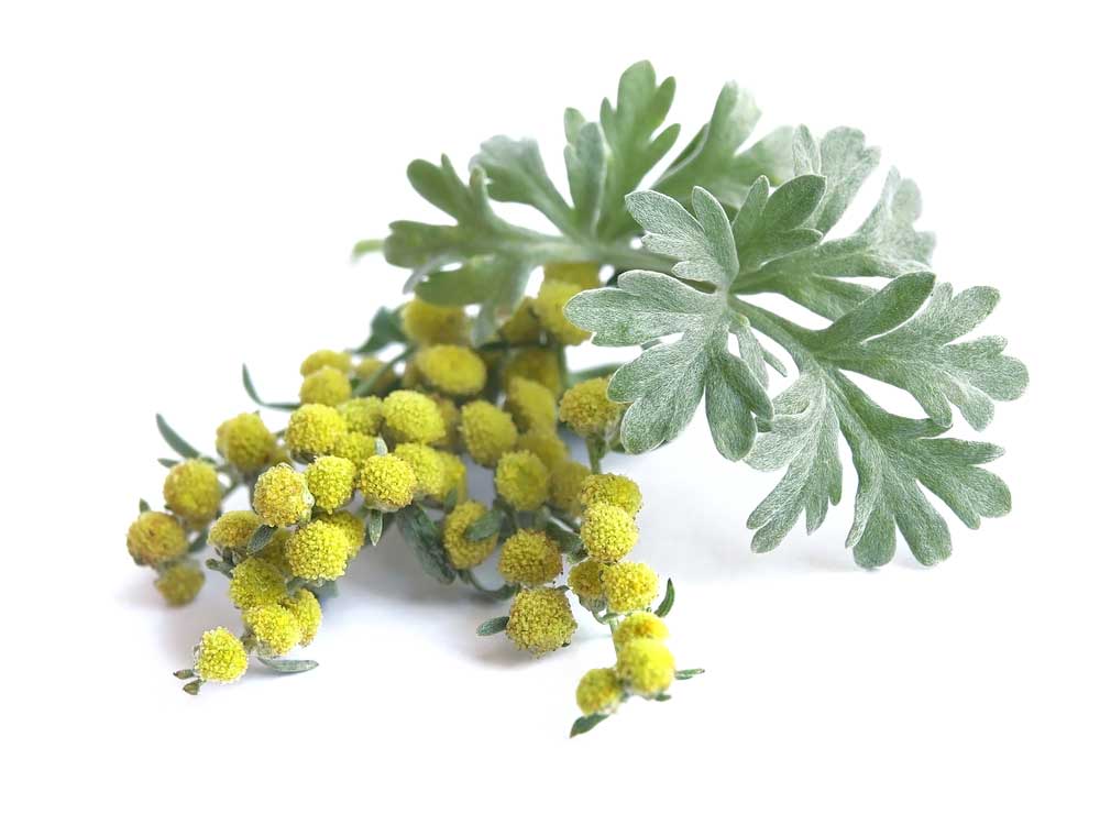 picture of wormwood